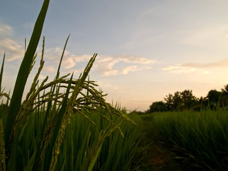 Ear of rice