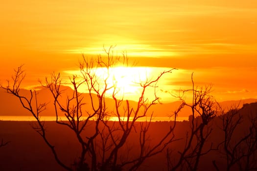 Beautiful sunrise on the sea and dead tree