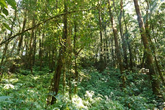 Green Tree in tropical jungle rain forest