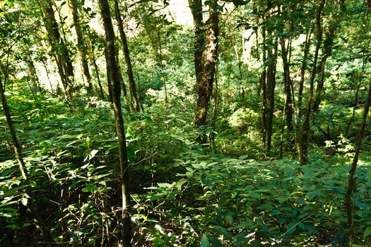 Green Tree in tropical jungle rain forest