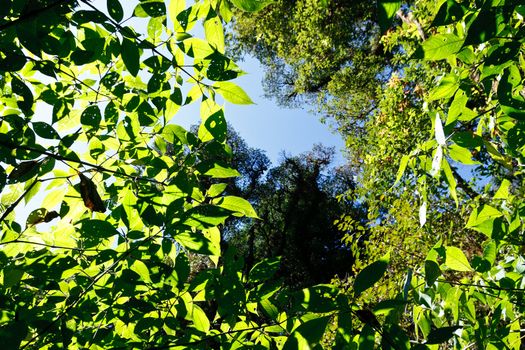 Green Tree in tropical jungle rain forest