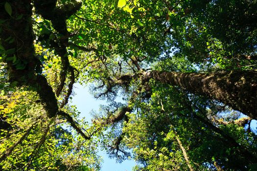 Fern tree in tropical jungle rain forest