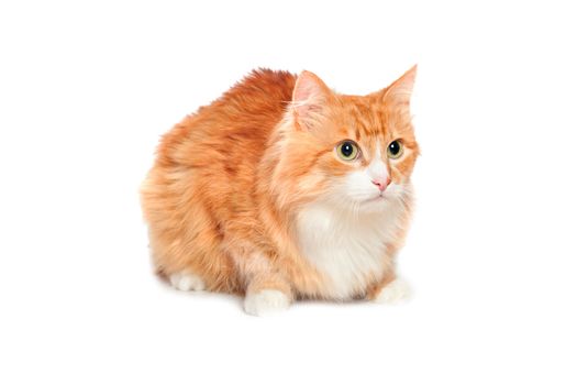 Lovely fluffy red cat. Isolated on white