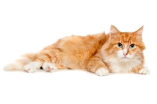 Beautiful fluffy red cat. Isolated on white