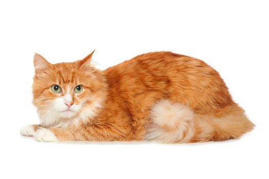 Beautiful fluffy red cat. Isolated on white background