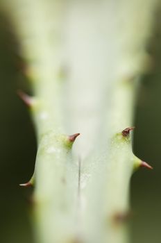 Red Thorns of succulent plant