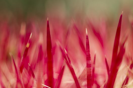 Red Thorns of succulent plant