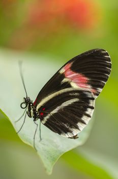 Tropical butterfly side view with red, black and white wings
