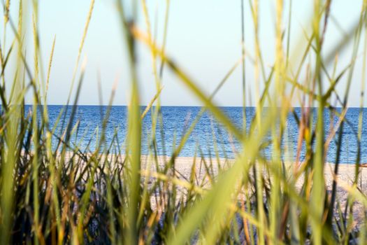 The dark blue sea which is seen through a grass