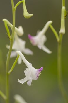 Slender Anthogonium orchid, Anthogonium gracile flower