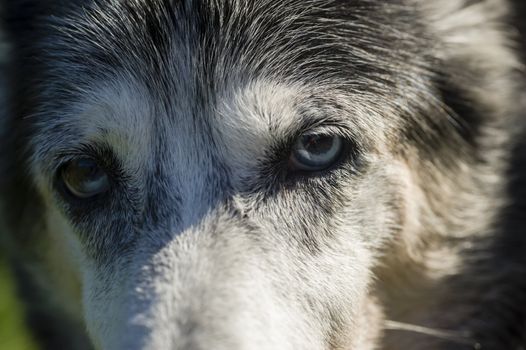 Eyes of an abandoned dog