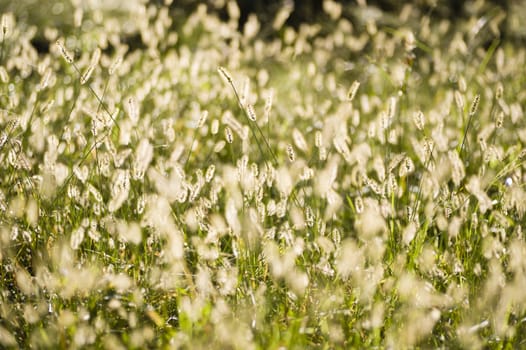 Grass of spikes in backlight