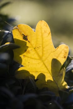 Dead fallen leaf in Autumn in backlight