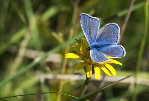 Common Blue butterfly  polyommatus icarus