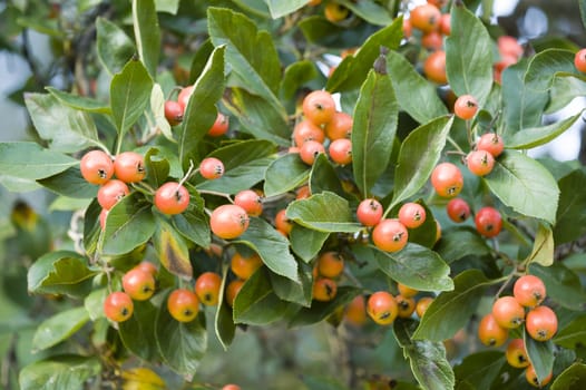 Red berries among green leaves