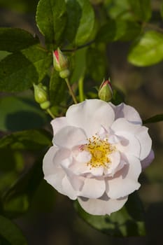 Pink ornamental rose in full bloom