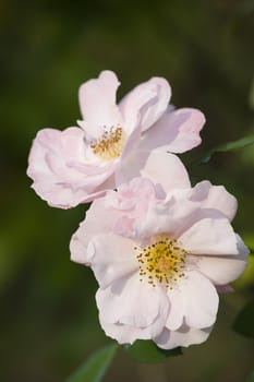 Pink ornamental rose in full bloom