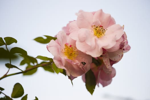 Pink ornamental rose in full bloom
