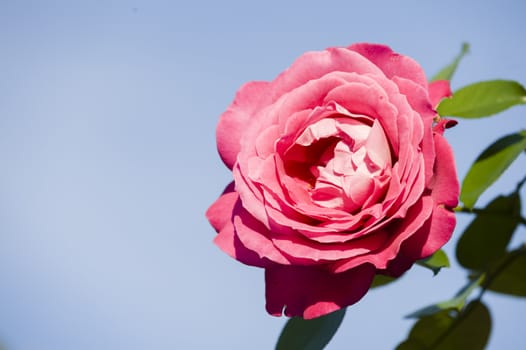 Pink ornamental rose in full bloom