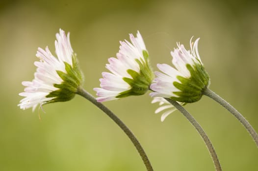 Three daisies in side view