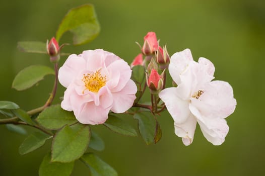 Pink ornamental rose in full bloom