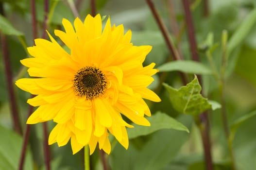 Ornamental sunflower plant with yellow petals