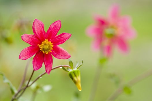 Red Mexican dahlia flowers in full bloom