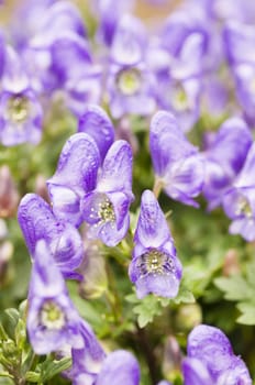 Aconitum, Monkshood flowers,
Aconitum napiforme
