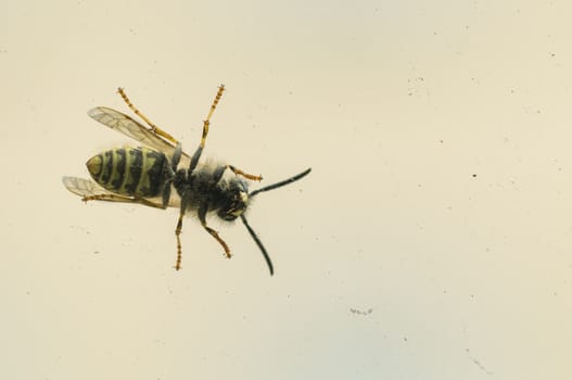 Wasp on a window glass