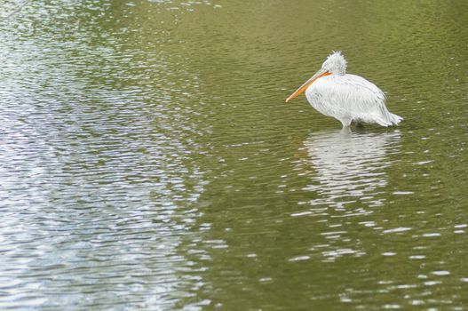 Dalmatian Pelican, Pelecanus crispus, large acquatic bird.
