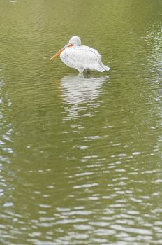 Dalmatian Pelican, Pelecanus crispus, large acquatic bird.