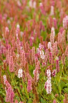 Plantain pink flowers, Plantago plants.