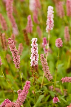 Plantain pink flowers, Plantago plants.