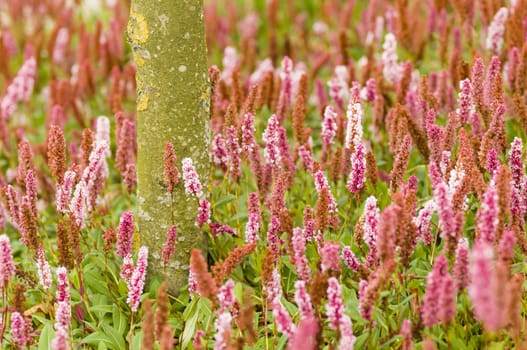 Plantain pink flowers, Plantago plants.