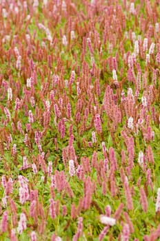 Plantain pink flowers, Plantago plants.