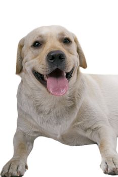 portrait of the white caucasian sheep dog. Isolated