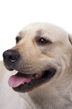 portrait of the caucasian sheep dog. Isolated