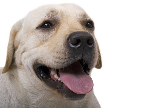 portrait of the caucasian sheep dog. Isolated on white