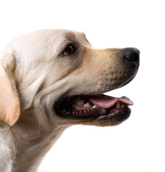 Portrait of the caucasian sheep dog. Isolated on white