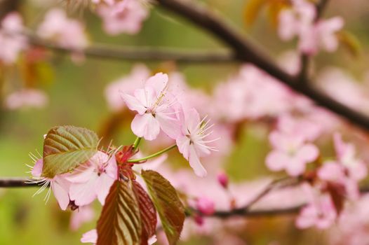 Sakura spring blossoms with shallow depth of field