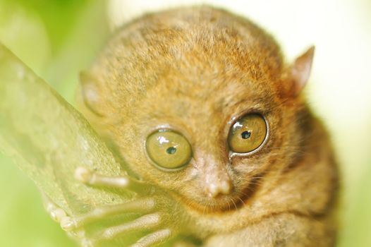 Tarsier monkey in natural environment