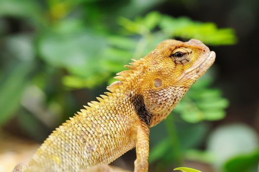Wild lizard in Thailand close-up