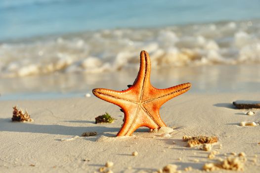 Starfish on a beautiful beach