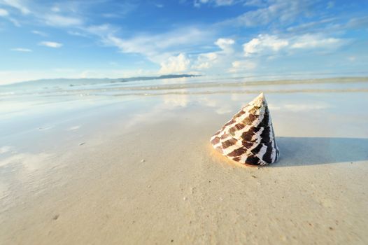 Shell on a beautiful beach 