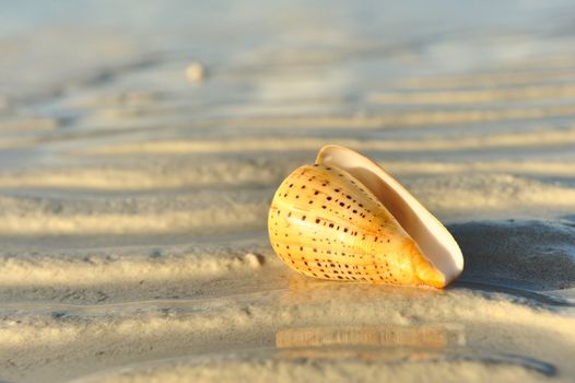 Shell on a beach at low tide