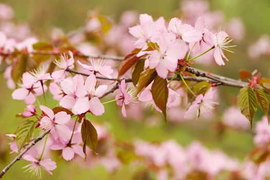 Sakura spring blossoms with shallow depth of field