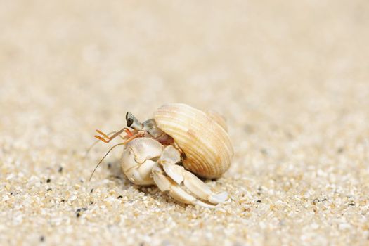 Hermit Crab on a beach in Andaman Sea