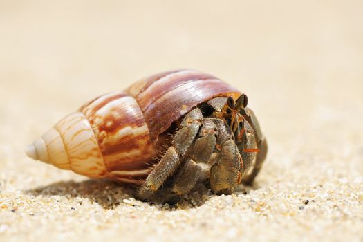 Hermit Crab on a beach in Andaman Sea