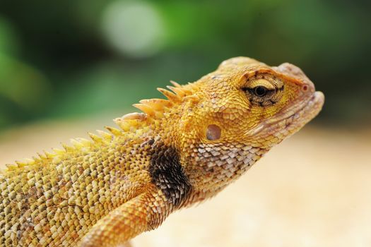 Wild lizard in Thailand close-up
