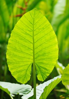 Beautiful palm tree leaf background 